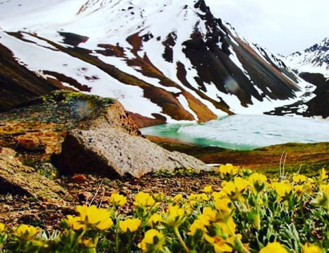 The Yukon Coffee Revolution: Craft in the Wilderness