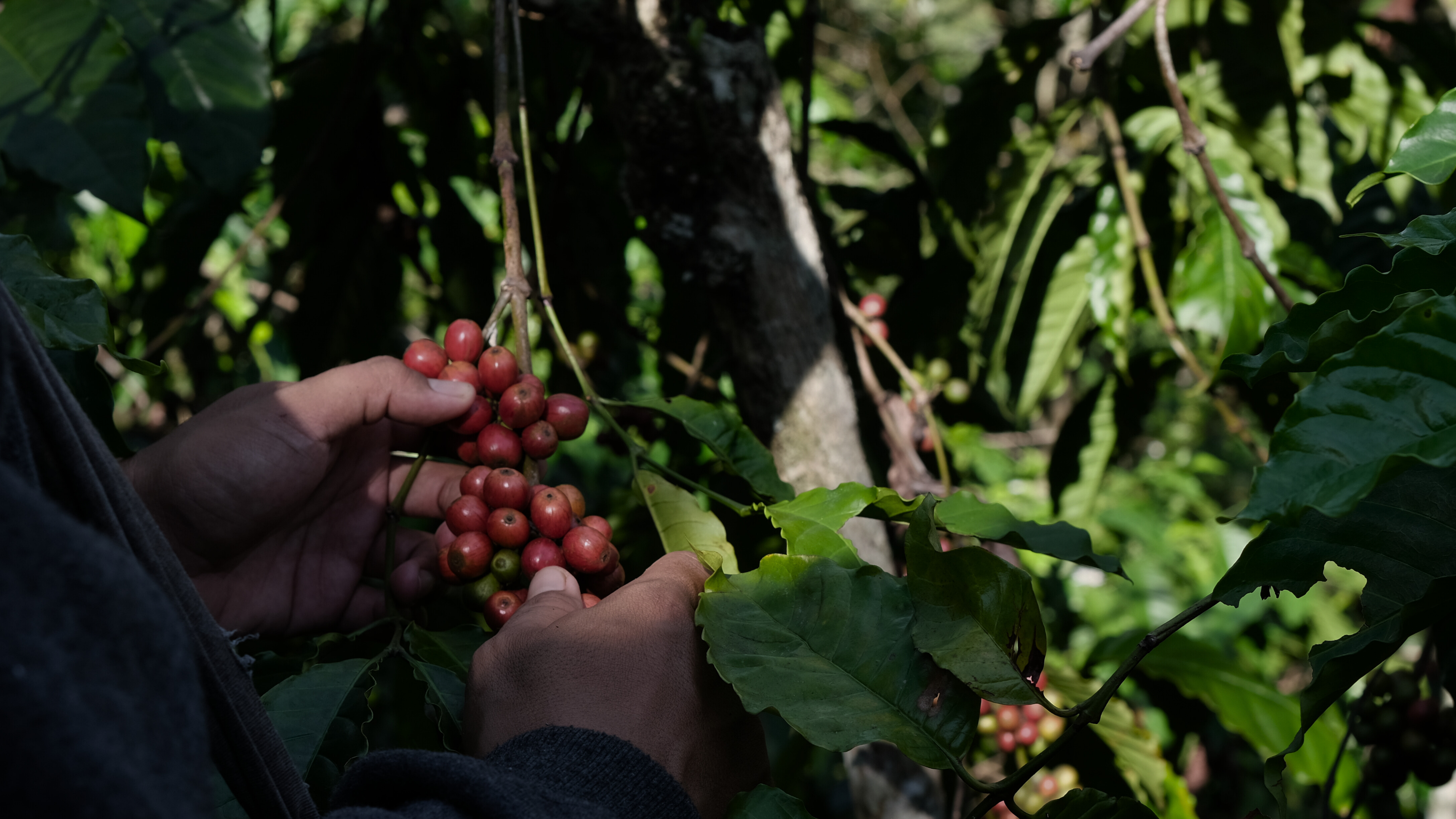 The Courage to Burn: Overcoming Coffee's Fear of Fire